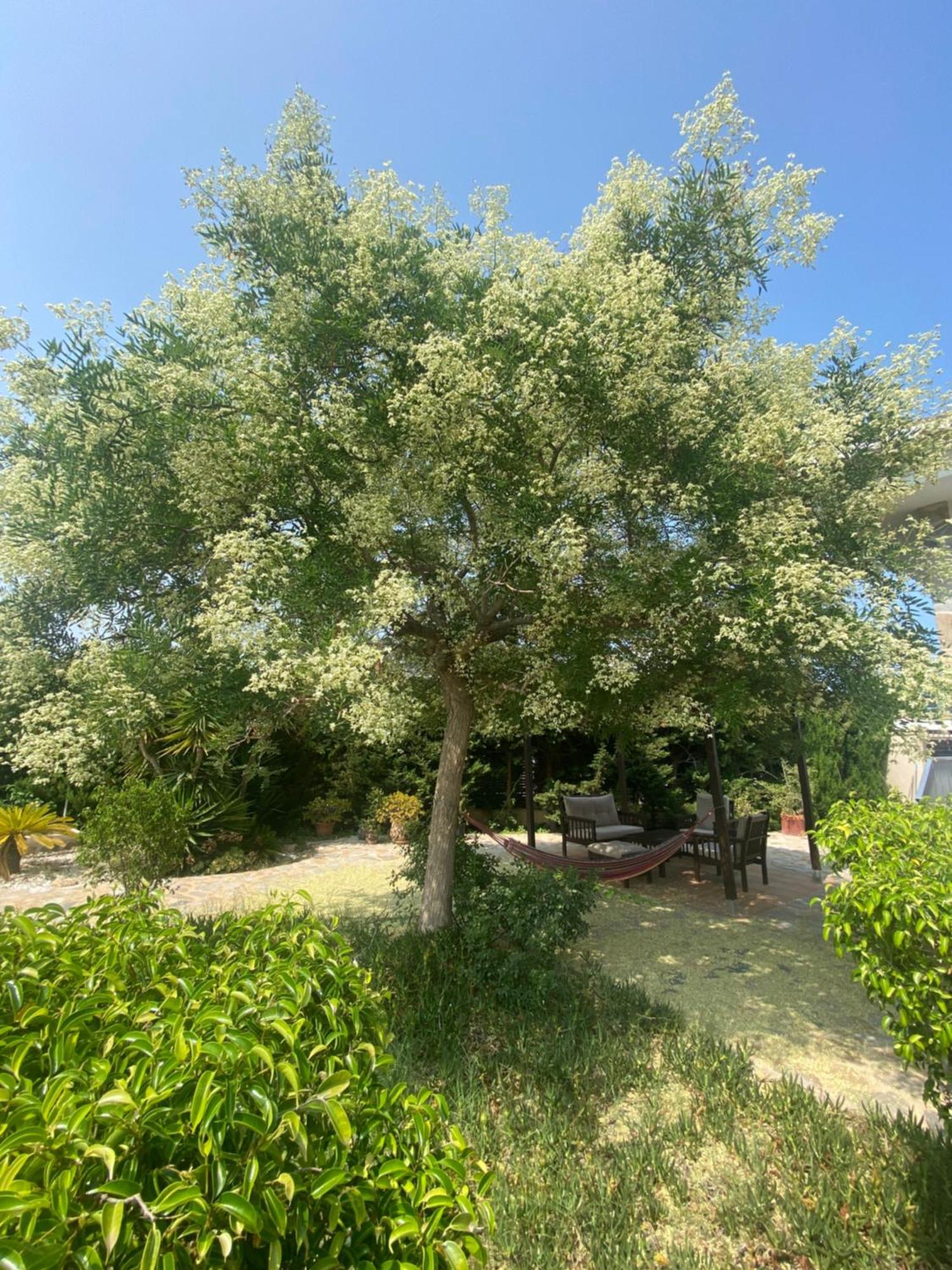 Casa Lusentum Villa Torrevieja Bagian luar foto